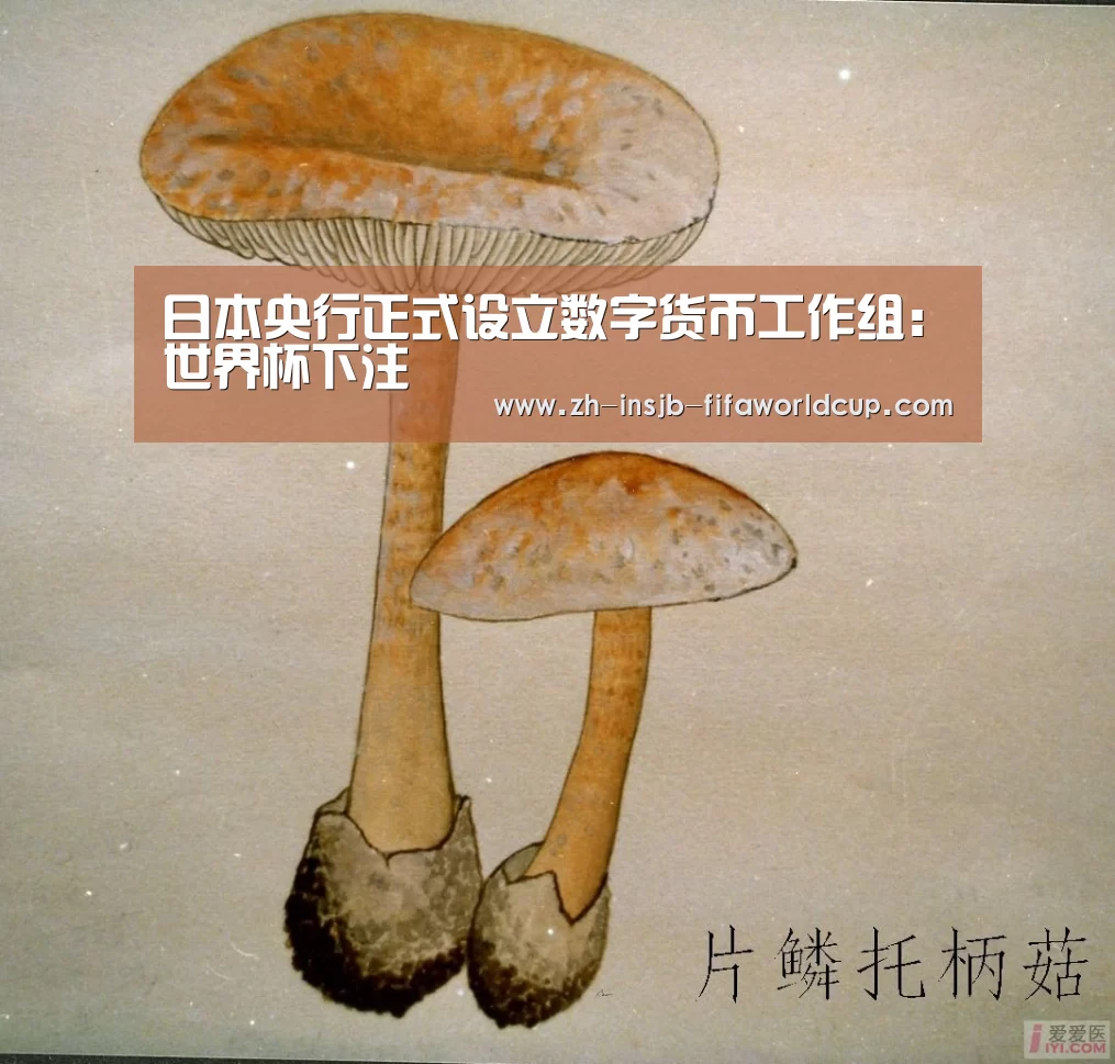 世界杯下注