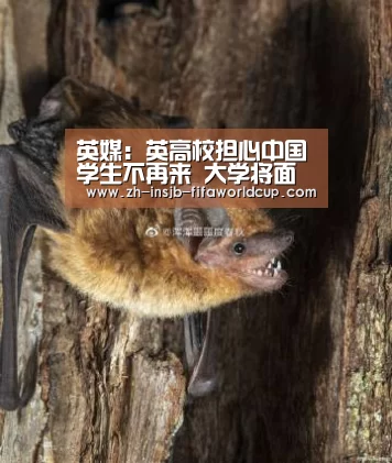世界杯投注网