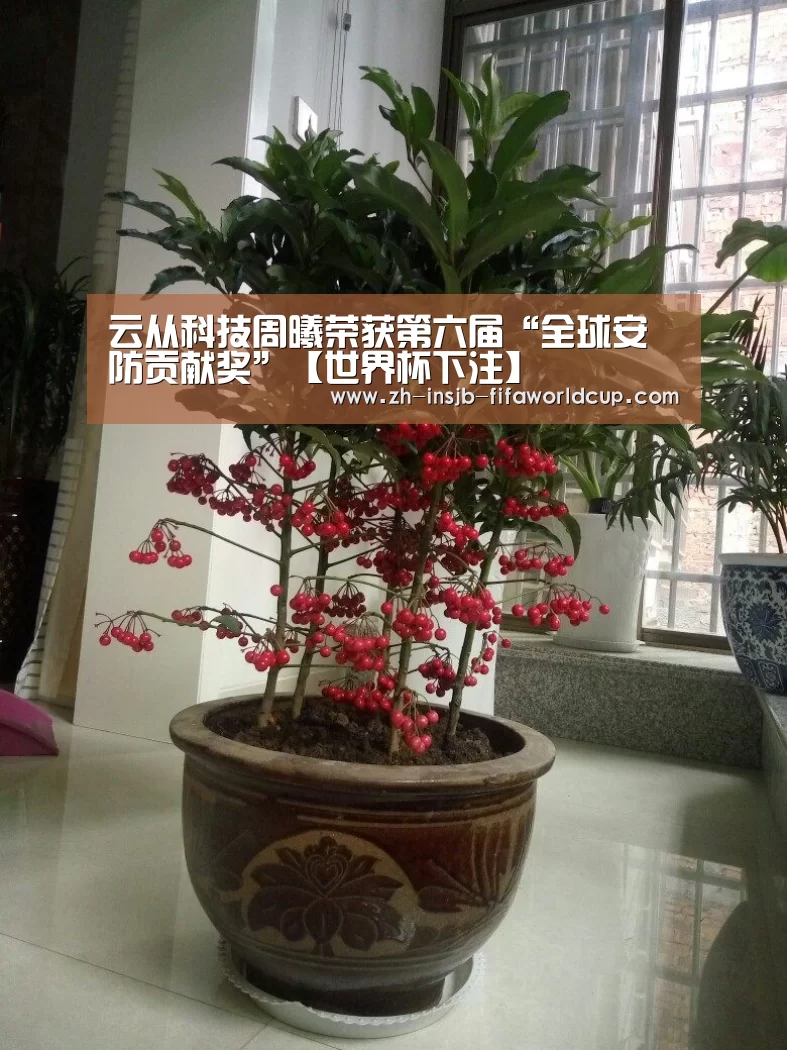 世界杯下注