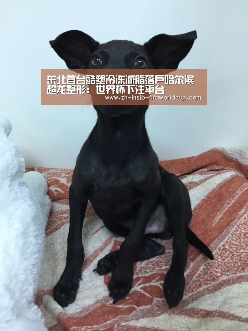 世界杯投注网